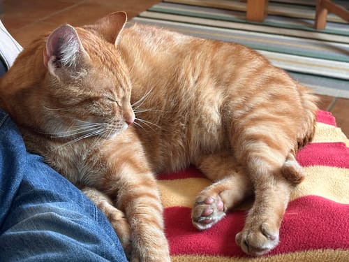 Customer photo review of Verkleidung Heckklappe / Flügeltür VW T5-T6.1