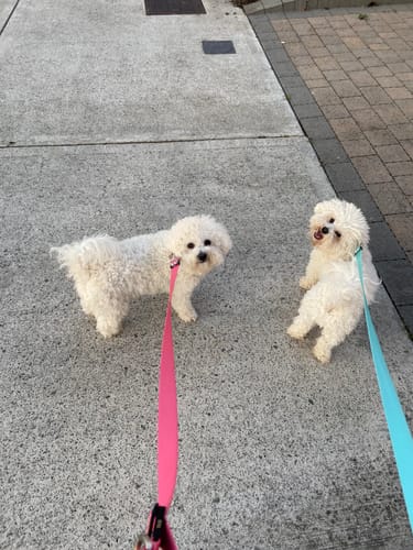 Customer photo review of City leash (Hands-free)