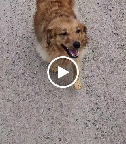 Customer video review of WagWellies® Mojave