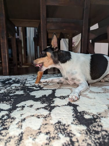 Customer photo review of Aussie Beef Neck Tendons (Small-Large Dogs)