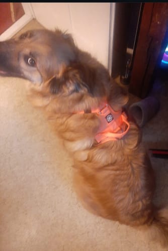 undefined review of Active Harness | With Handle - Padded Lining & Highly Reflective - Orange image 1 out of 1