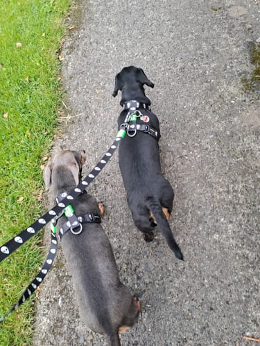 Customer photo review of ALIEN LEASH