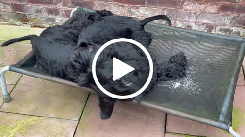 Customer video review of Black Mesh Cover