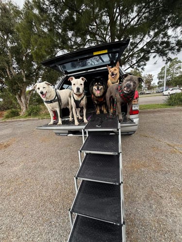 Customer photo review of PaWz Foldable Aluminum Pet Steps