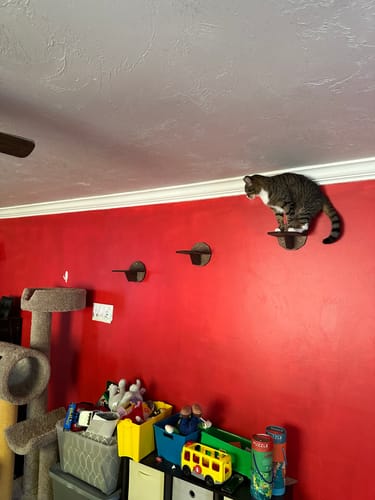 Customer photo review of Wall Steps for Cats