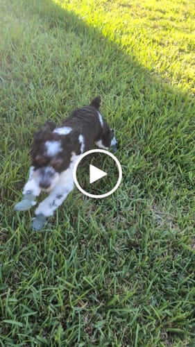 Customer video review of WagWellies® Mojave