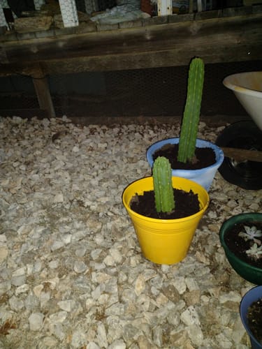Customer photo review of San Pedro Cactus | Echinopsis (Trichocereus) pachanoi