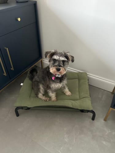 Customer photo review of HiK9 Bed with Olive Mesh Cover