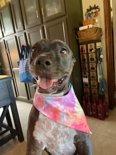 Customer photo review of Beef Collagen Sticks - 6 Inch