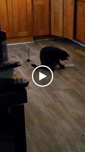 Customer video review of Replacement Wire + Base (Interactive Bird Simulation Cat Toy)