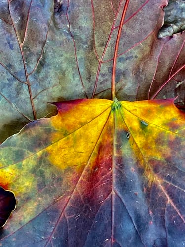 Customer photo review of 11x14 Photo Prints