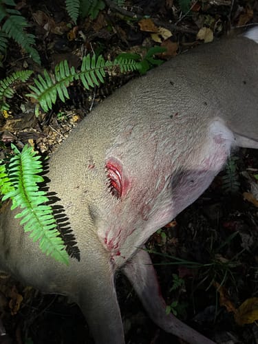 Customer photo review of Beast Broadheads (2-Pack + Practice Tip)