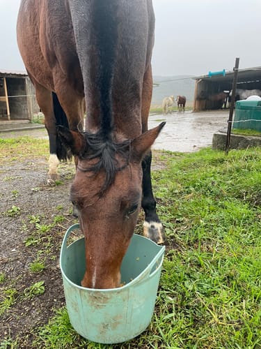 Customer photo review of Strotonin Horse Support