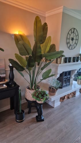 Customer photo review of Strelitzia Kunstplant 180cm (weekdeal)