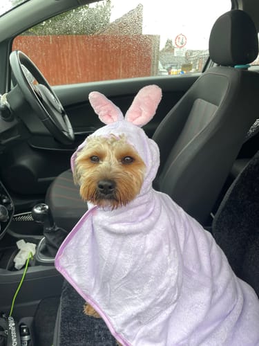 Customer photo review of Disney© Hooded Microfibre Towel - Bambi + Friends Lilac