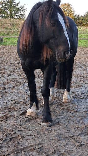 Customer photo review of Strotonin Horse Support