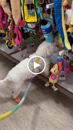 Customer video review of Sup Dog Jiby Dog Charm