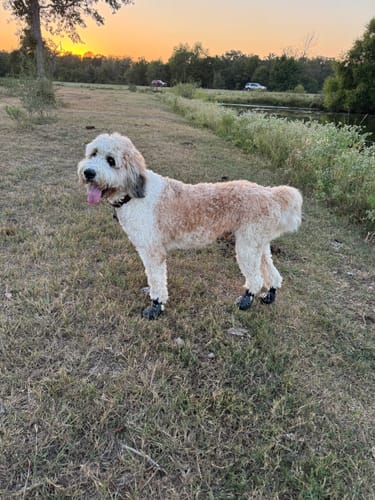 Customer photo review of WagWellies® Mojave