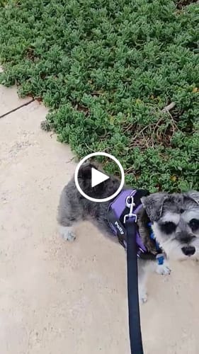 Customer video review of No Pull Dog Harness Australia