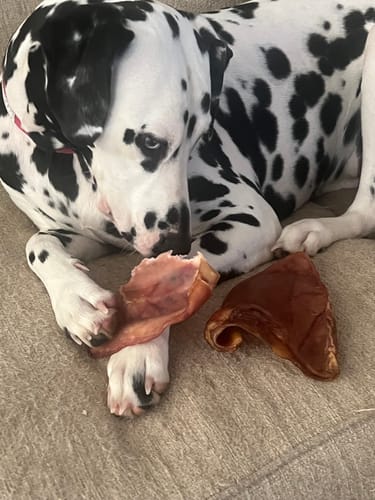 Customer photo review of Pig Ear
