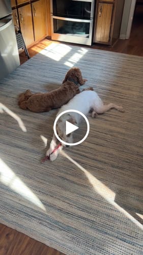 Customer video review of 12 Inch Jumbo Bully Stick