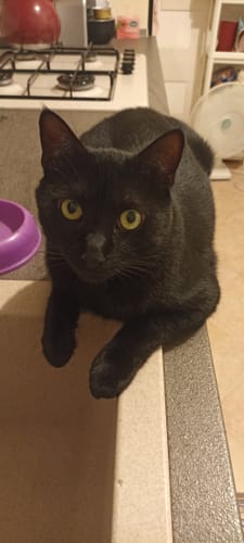 Customer photo review of Crocchette gatto formula Pollo e Mirtilli