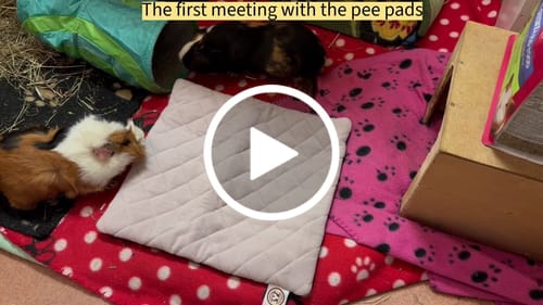 Customer video review of Premium GuineaDad Pee Pads (Pack of 5)