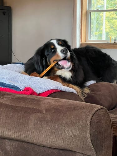 Customer photo review of Power Bully Sticks - 12 Inch