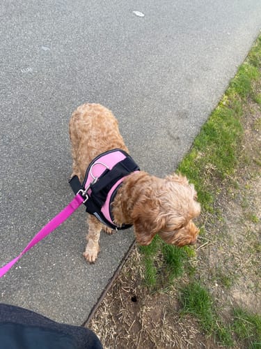 Customer photo review of No Pull Dog Harness Australia