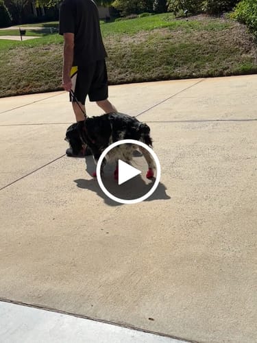 Customer video review of WagWellies® Mojave