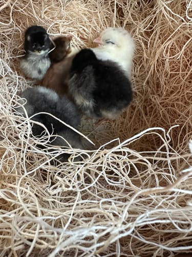 Customer photo review of Malaysian Serama Chick "World's Smallest Chicken" (Unsexed)