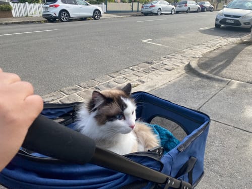 Customer photo review of PaWz Large Dog Stroller Cruiser