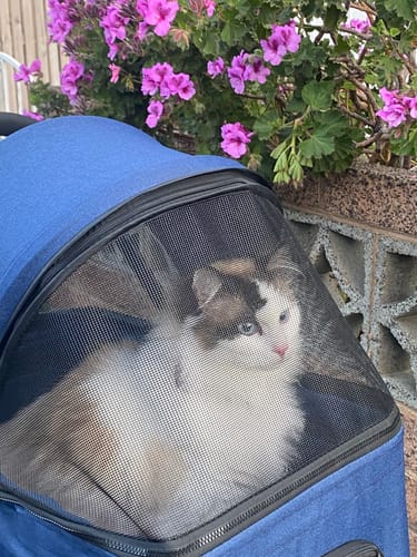 Customer photo review of PaWz Large Dog Stroller Cruiser