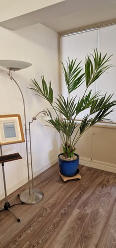 Customer photo review of Kentia Kunstpalm 180cm
