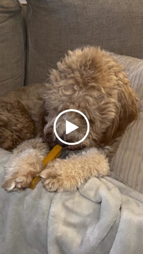 Customer video review of MIX FLAVORED (Strawberry, Banana, Pumpkin, & Blueberry): A PACK OF 4 STICKS