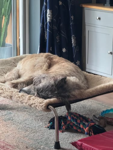 Customer photo review of Camel Cosy Sleeve