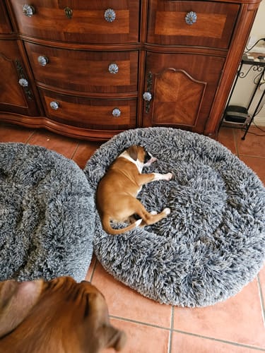 Customer photo review of Cover For PaWz Calming Pet Bed