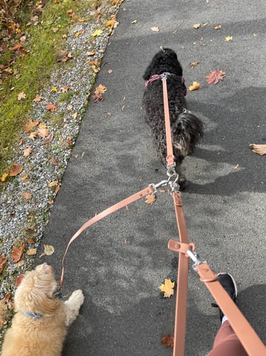 Customer photo review of Solace 6-IN-1 Hands Free Waterproof Leash