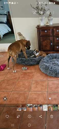 Customer photo review of Cover For PaWz Calming Pet Bed