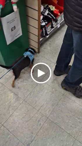 Customer video review of Pawsome Pup Harness - Teal