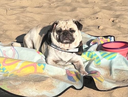 Customer photo review of Neptune Grass Fed Tallow & Honey Balm (Whipped) 4oz