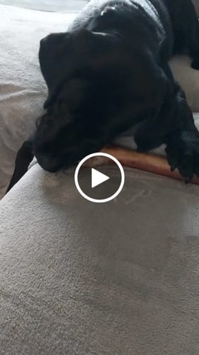 Customer video review of Medium Ostrich Cane (10" x 3"): The Long-Lasting, Flavor-Packed Chew for Medium & Large Dogs