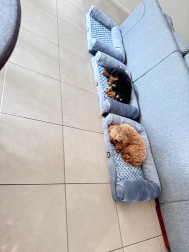 Customer photo review of PaWz Premium Pet Sofa Bed