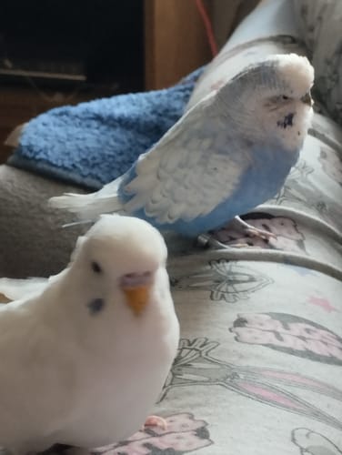 Customer photo review of Vogelknöterich