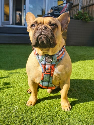 Liana review of Tough Trails™ Harness - Harvest Plaid image 1 out of 1