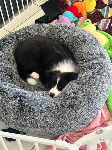 Customer photo review of PaWz Premium Calming Pet Bed with Removable Cover