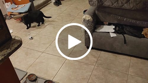 undefined review of TURBO TAIL 2.0 image 1 out of 1