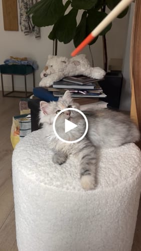 Avis vidéo d'un client sur Pâtée Chaton Sans Céréales - Boeuf