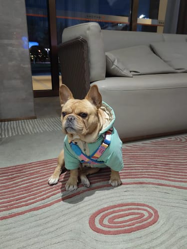 Customer photo review of Colorful PRO Protective Trachea Dog X Harness