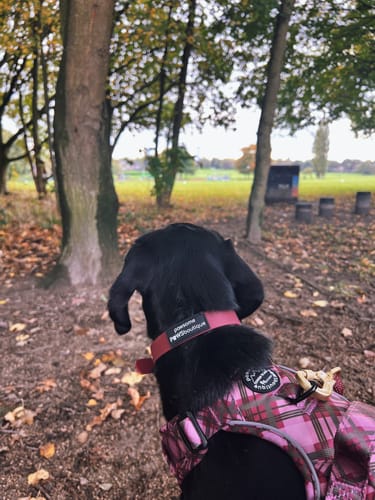 Hollie review of Waterproof Collar - Mulberry (Gold Hardware) image 1 out of 1